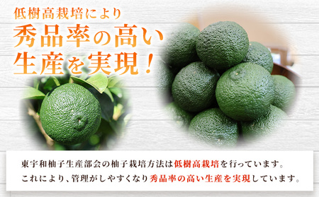 ＜青柚子 秀 (28～32個入り) 約2kg＞ 国産 青 柚子 ゆず ユズ 柑橘 かんきつ 低樹高栽培 おいしい 産地直送 ゆず玉 薬味 柚子胡椒 国産柚子 フルーツ 青ゆず 新鮮 JAひがしうわ 東宇和農業協同組合 愛媛県 西予市【冷蔵】『2025年9月より順次出荷予定』UHU0007