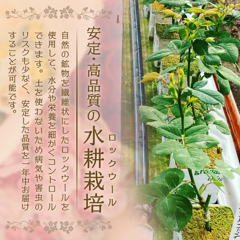 【日付指定必須・ギフト対応可】 夏季限定 ばら農家直送！バラ花束40本以上お届け(色はおまかせ) TB-8│ローズ 新鮮 花 フラワー 花束 ばら 薔薇 バラ 誕生日 記念日 結婚祝い ギフト プレゼント お祝い 贈り物 贈答 鹿児島県 南大隅町 富田バラ園
