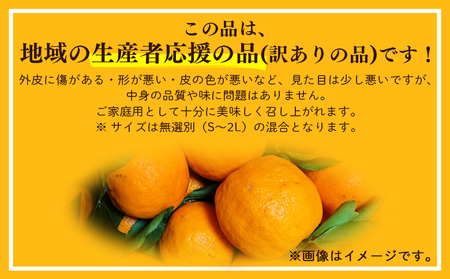 ポンカン 3kg 訳あり 先行受付 山北ぽんかん yk-0082