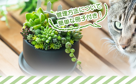 自家生産 多肉植物の寄せ植え Mサイズ 多肉植物 pk-0005