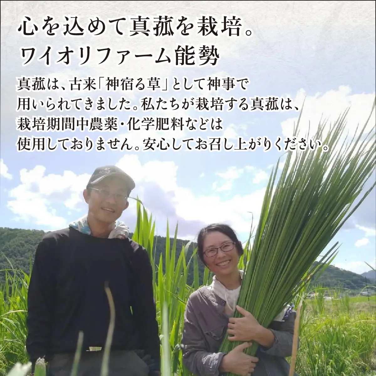 能勢町産 真菰のお茶 (30g×2袋セット)《ノンカフェイン》| まこも茶 マコモ茶 真菰茶 茶葉 無農薬 農薬不使用 化学肥料不使用 カフェインレス 健康茶 野草茶 お茶 妊婦 子供 | ワイオリファーム能勢 | 大阪府 能勢町 送料無料