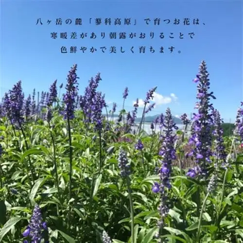 信州八ヶ岳の麓から贈るドライフラワーリースS(ペールカラーイエロー)【1662064】