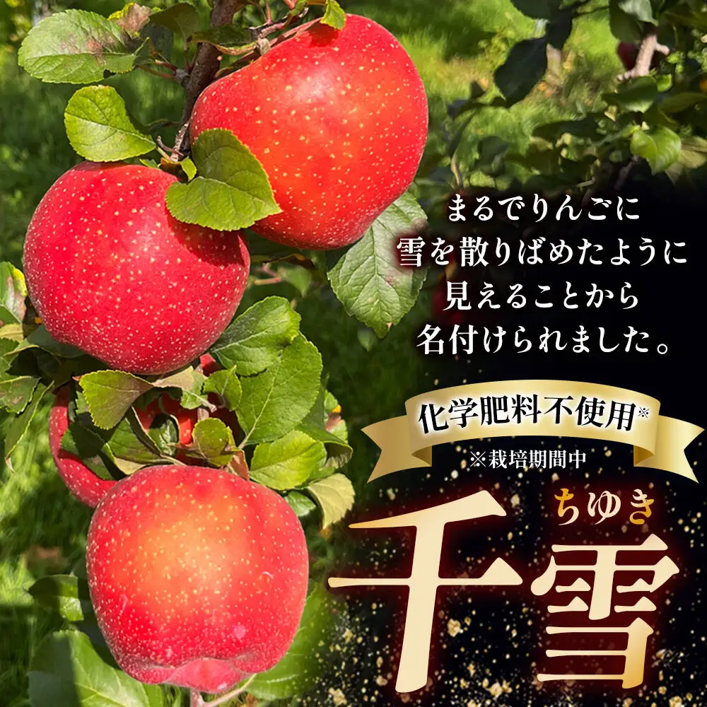 【26年10月下旬～発送】りんご 千雪 約3kg カワムラファーム【訳あり】青森 果物 フルーツ 林檎 リンゴ くだもの