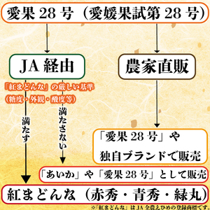 【紅まどんなと同品種】【秀品】 愛果28号 約2.5kg まどんな【2026年12月中旬頃から順次発送】【KNN001】