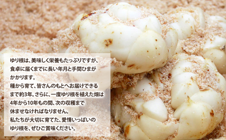 【2026年秋冬発送】甘くてホクホク！北海道富良野産 訳あり ゆり根【2kg】野菜 新鮮 直送