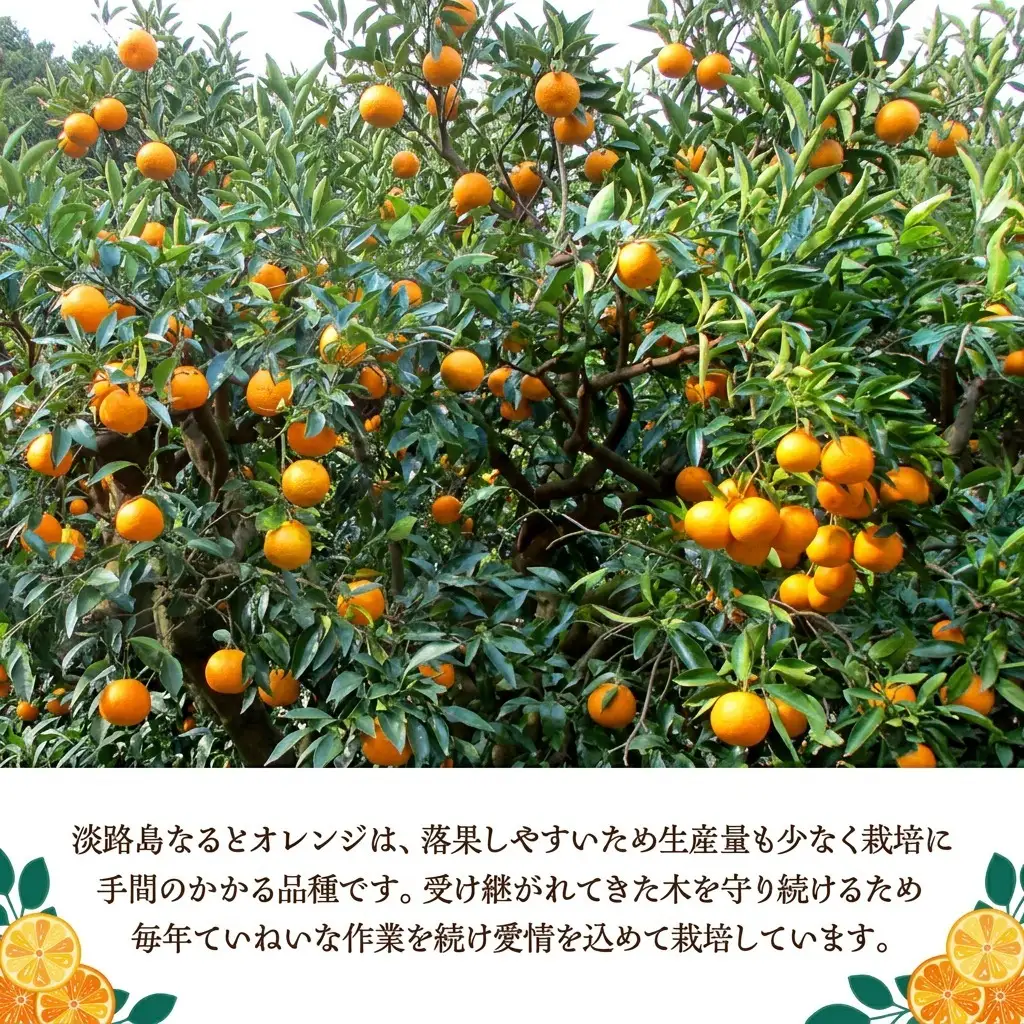 なるとオレンジ 幻の果物 5kg なるとオレンジ 淡路島 洲本市