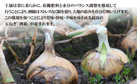 新玉ねぎ 淡路島産 洲錦 5kg 洲本農園 新玉ねぎ