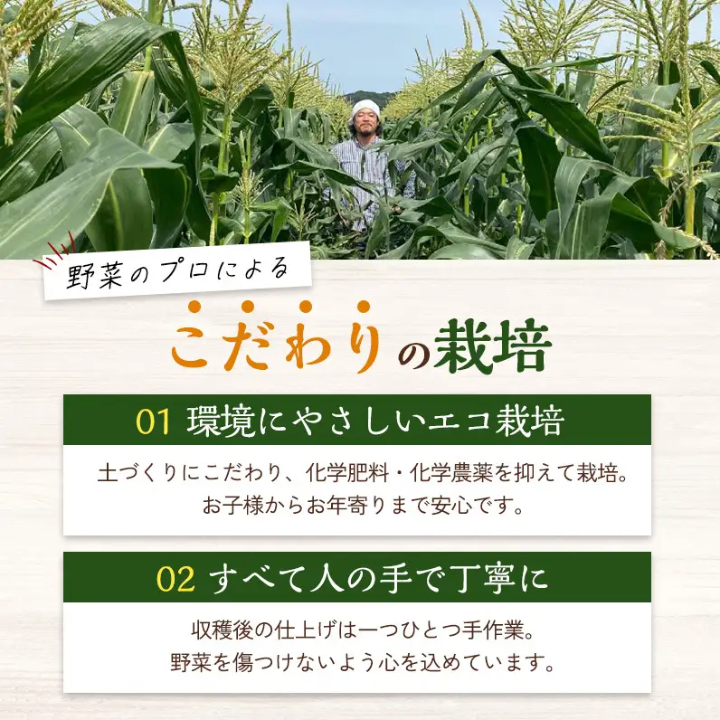 野菜セット 淡路島 7種類 みやざき農園 野菜セット