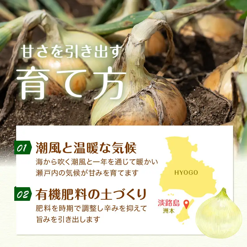 新玉ねぎ 極早生 10kg うしろ農園 甘い 新玉ねぎ