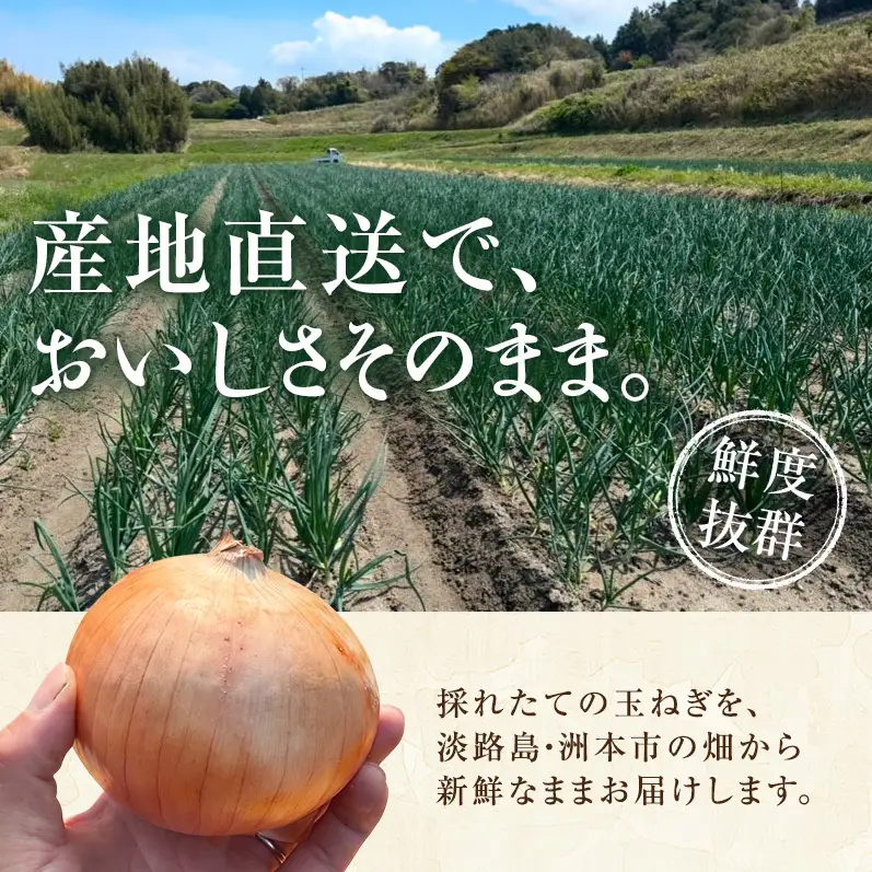 玉ねぎ 淡路島産 5kg スープ 肉じゃが 玉ねぎ