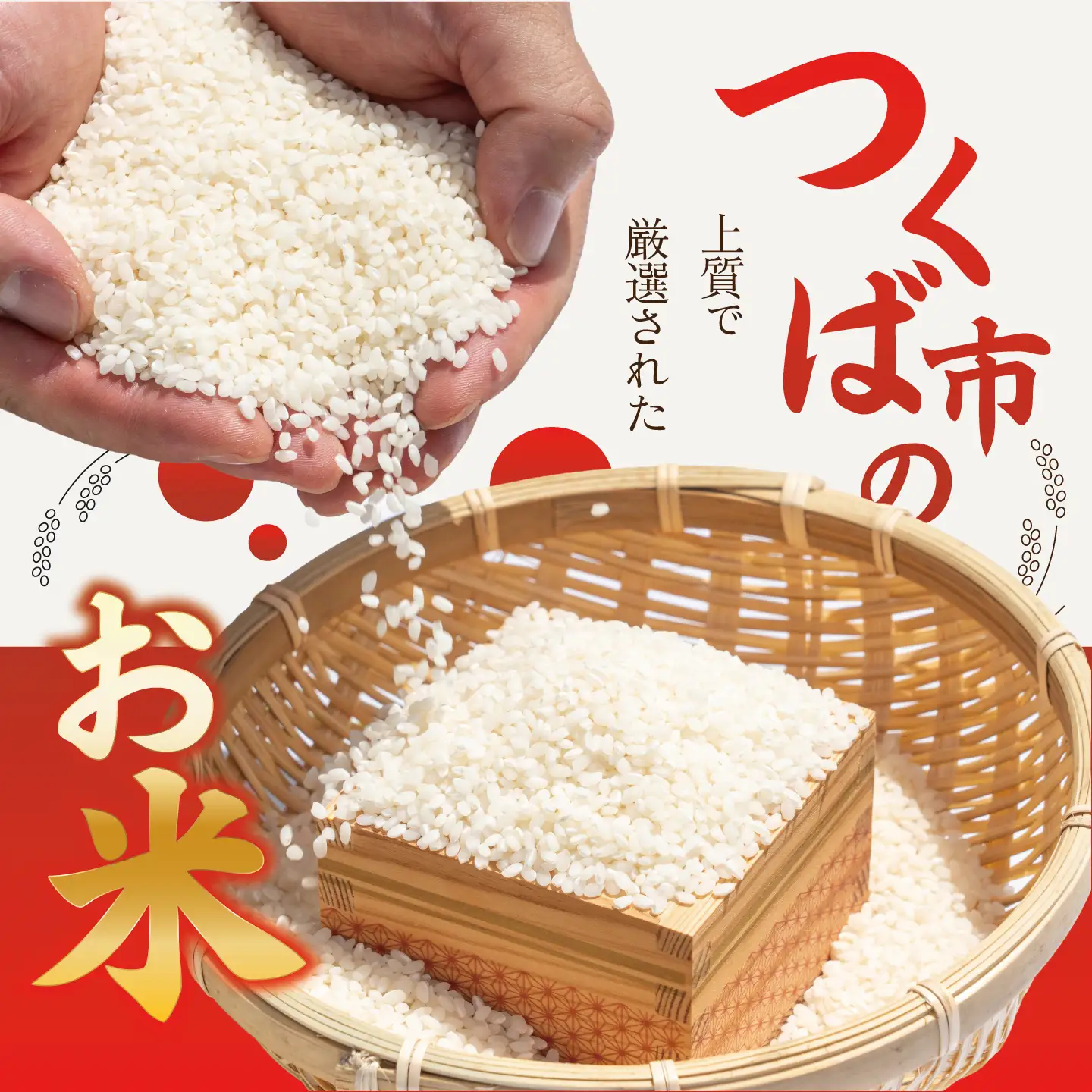 米 令和8年産 新米 コシヒカリ 精米 10kg 米