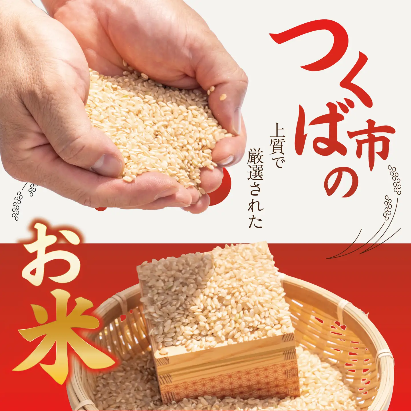 米 令和8年産 新米 コシヒカリ 玄米 30kg 米