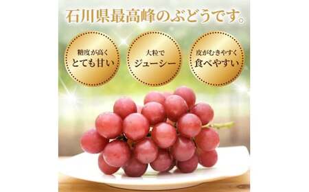 【先行予約 2027年収穫分】ルビーロマン 1房 約350g（お試しサイズ）｜ ぶどう ぶどう