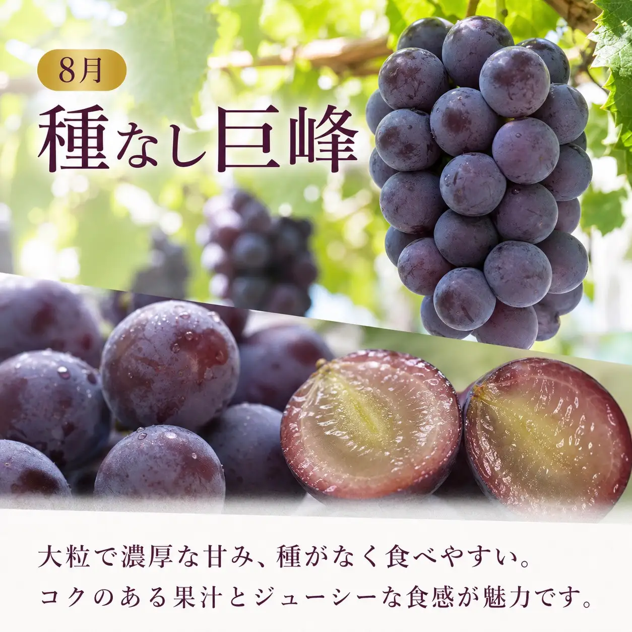 定期便 8・9月発送 紀州有田産旬のぶどうセット（種なし巨峰・シャインマスカット）