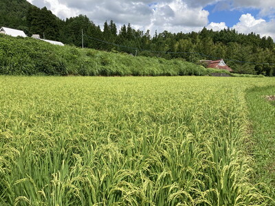 【R8年産】 新米 石墨清流米 特別栽培米 コシヒカリ 5kg ｜ 減化学肥料 減農薬 令和8年度産 愛媛県久万高原町 米 ※離島への配送不可 ※2026年10月上旬頃より順次発送予定