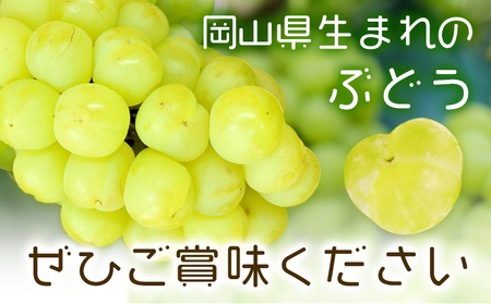 【2027年先行予約】瀬戸ジャイアンツ 2房 (1房480g以上) 合計約1kg 化粧箱入り