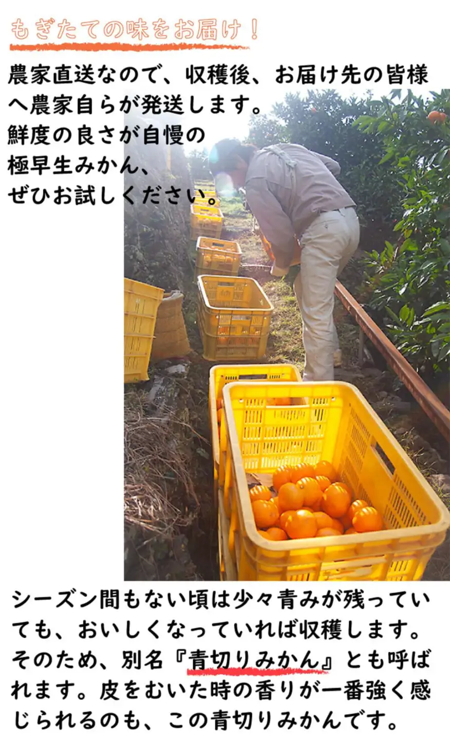 極早生みかん ギュッと凝縮甘酸っぱい味!5kg 家庭用（2S・3Sサイズ)日南早生みかんなど［Mg38］