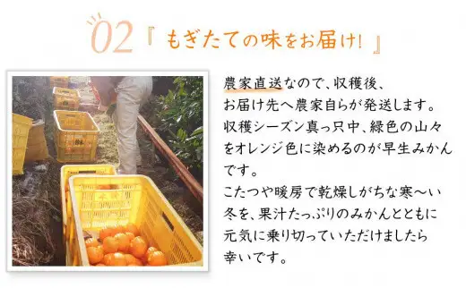 訳あり 早生みかん 2S・3S混合 5kg 和歌山みかん
