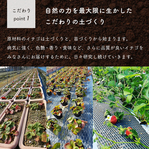 熊本 たまな産 イチゴ 恋みのり 約1000g （ 250g × 4パック ） | フルーツ 果物 くだもの 果実 苺 いちご ベリー ストロベリー  熊本県 玉名市
