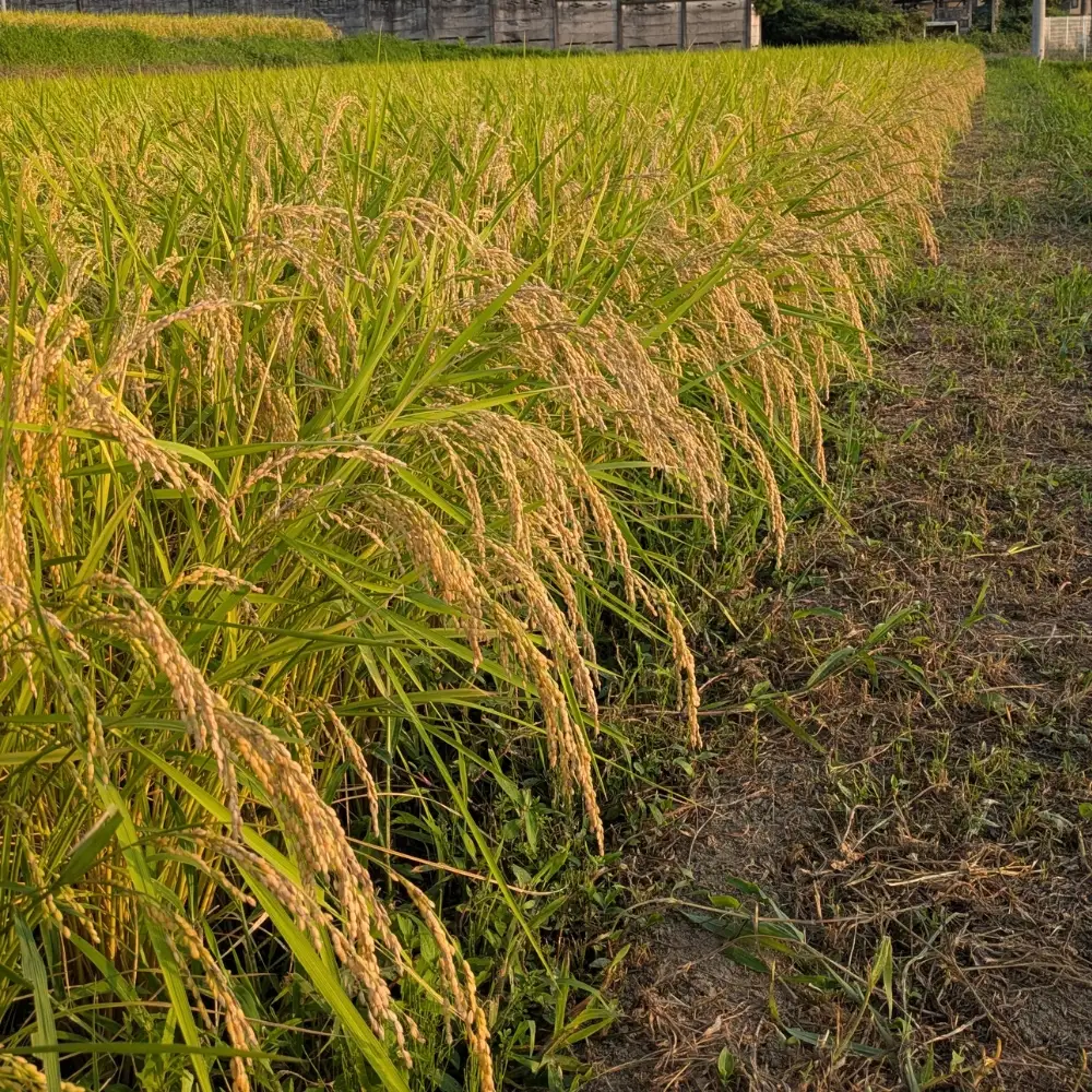 50-16【10月下旬発送】【5か月定期便】天水の棚田米  コシヒカリ 5kg