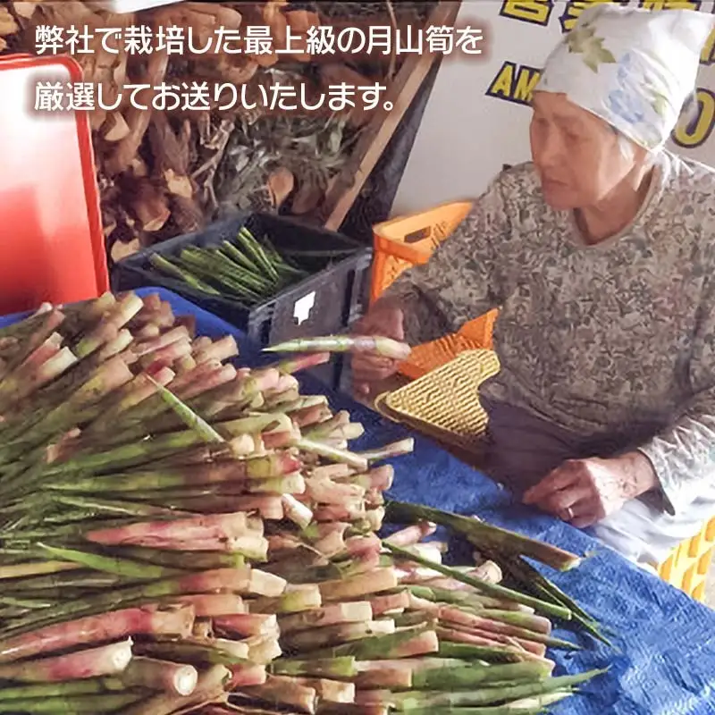 【令和9年産】 月山筍 M～Lサイズ 1kg 山形県鶴岡産 グレイスファーム