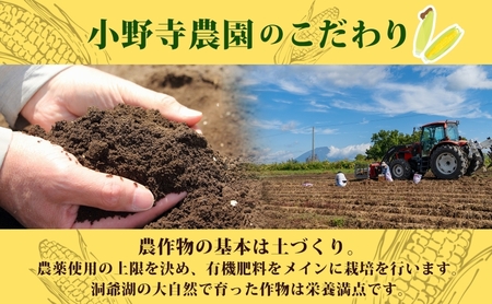 北海道 とうもろこし 恵味ゴールド 約5kg 10本入り 2026年8月11日～8月末頃お届け トウモロコシ コーン 甘い 産地直送 BBQ とうきび 国産 人気 バーベキュー お取り寄せ 北海道産 洞爺湖町 小野寺農園