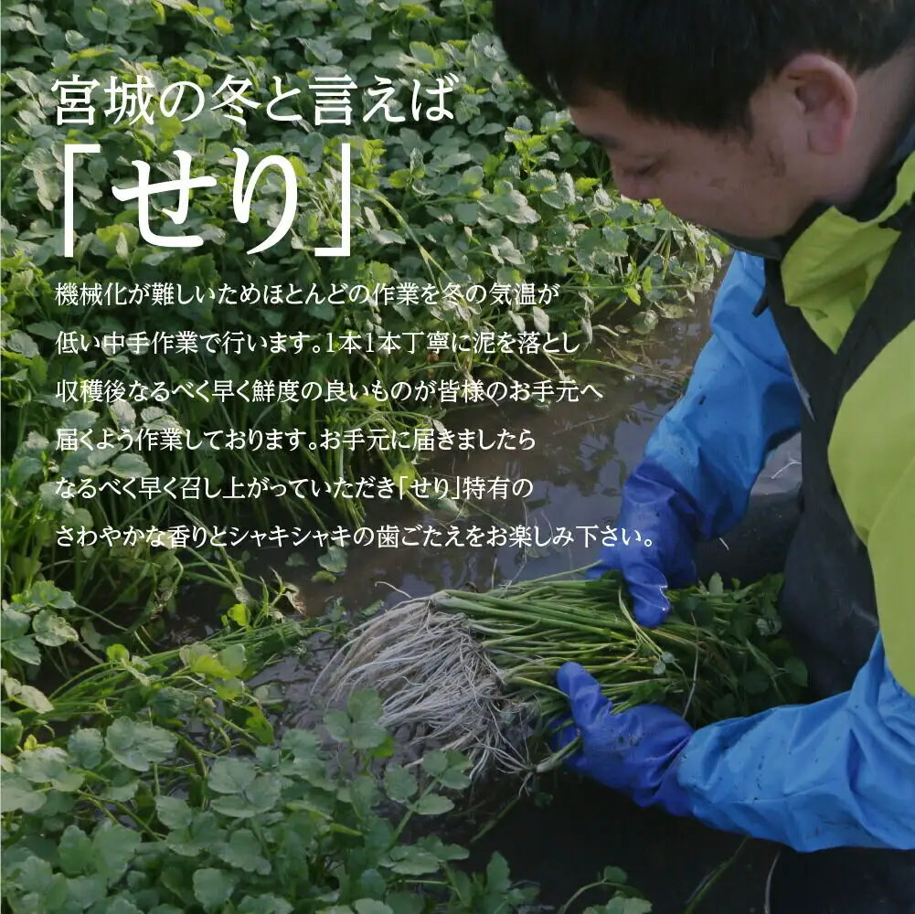 シャキシャキ食感の根付き仙台セリ 2～3人前 期間限定