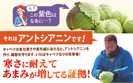 【先行予約】 キャベツ 10kg 【吉祥】[HDG001]