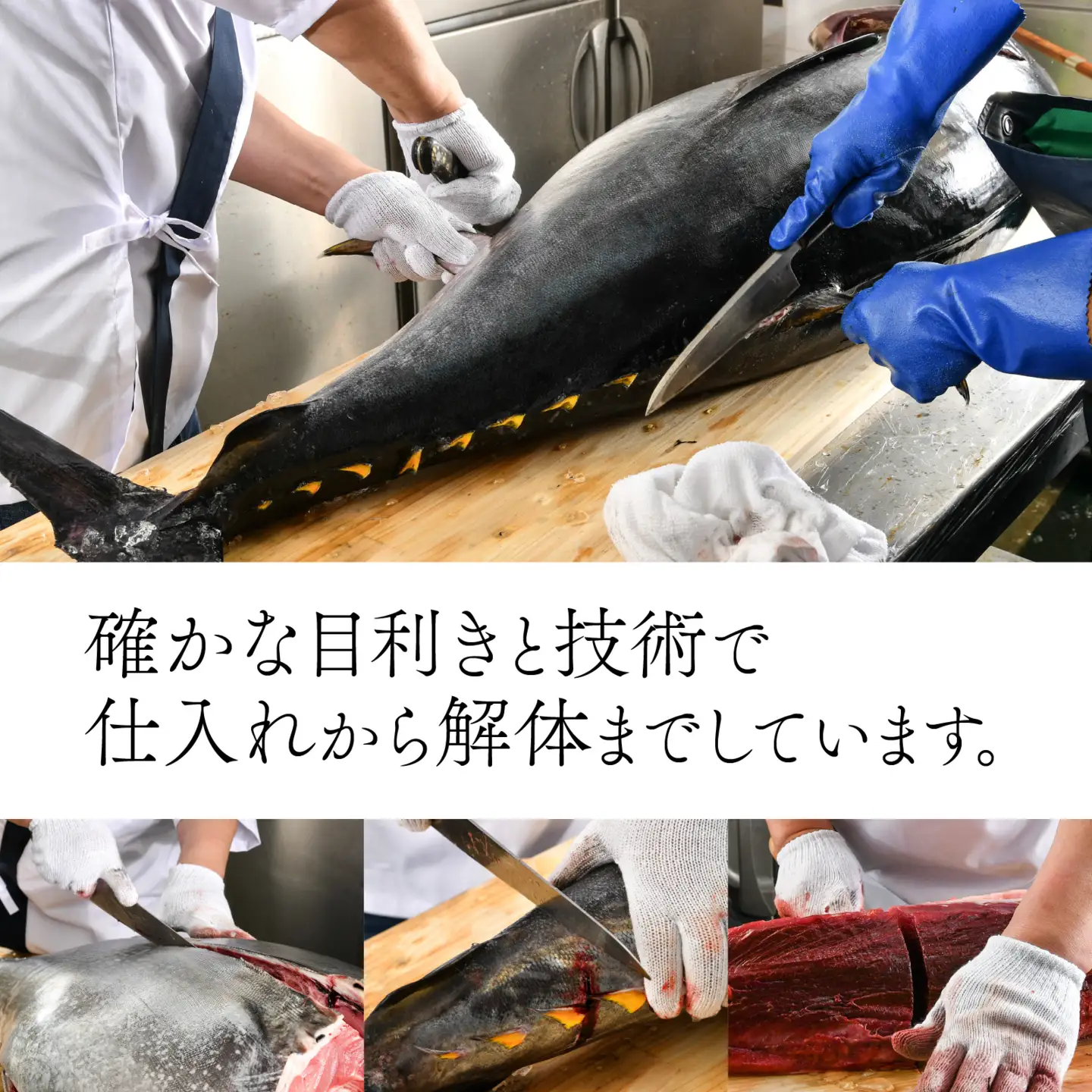 国産 本マグロ 中トロ 約500g 3～4人前 / まぐろ [B-066006]