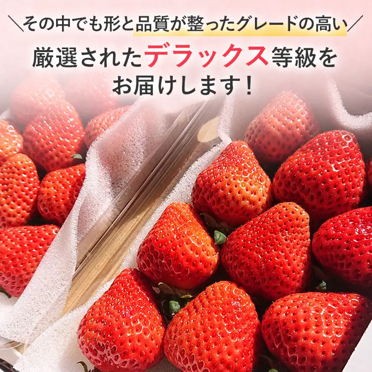 あまおうDX 約250g~約270g×2パック いちご 苺 フルーツ 果物 くだもの 福岡県 福岡 九州 グルメ お取り寄せ 【2027年2月上旬～2027年4月末頃発送予定】