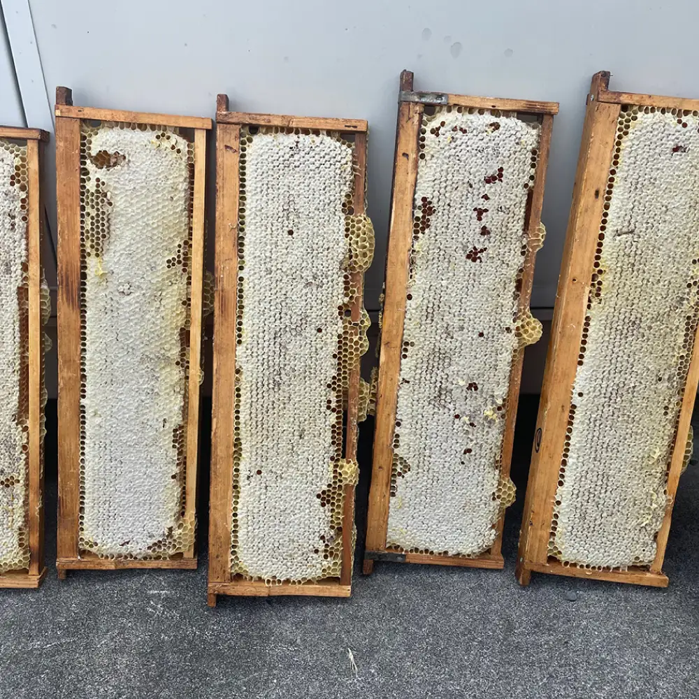 純粋ハチミツ 巣蜜（コムハニー） 瑞浪市 / honey shop Bee farm asano 蜂蜜 はちみつ[AZBT017]