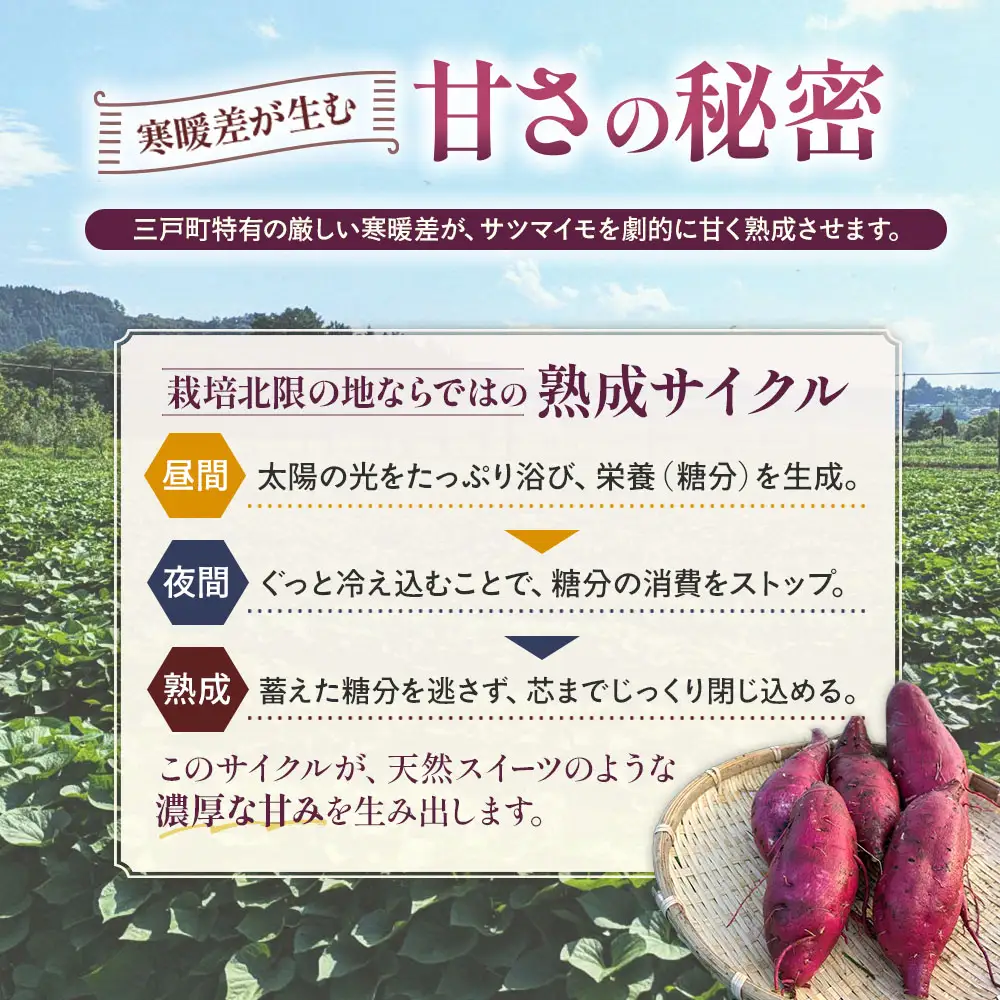 訳あり 雪解け甘藷 シルクスイート さつまいも スイーツ 三戸町