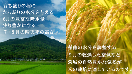 令和7年産 茨城県産 玄米 コシヒカリ 10kg （5kg×2袋）