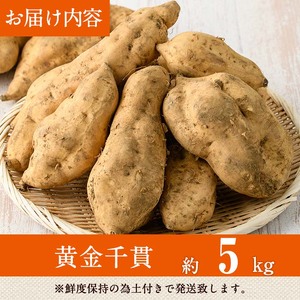 ＜先行予約受付中！2026年8月以降順次発送予定！＞鹿児島県 曽於市産 新物 黄金千貫 (5kg) 【瀬崎農園】 A940-v01