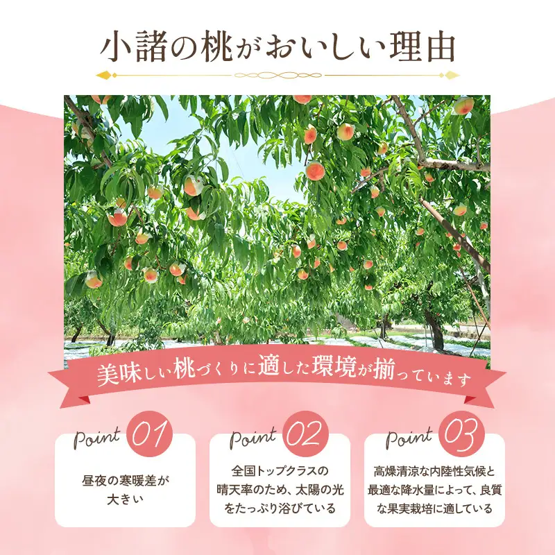 桃 川中島白桃 約5kg 13～22玉 フルーツ 桃