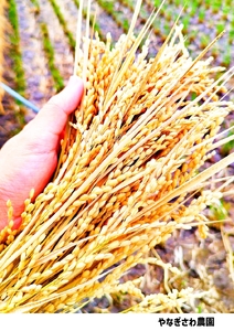 【令和7年産・白米１０kg（5kg×2袋）】長野県産こしひかり はぜかけ米（北海道・沖縄県・離島は配送不可）精米 産地直送 信州 長野県 佐久市 美味しいうるち米
