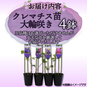 花苗 クレマチス 大輪咲き 4鉢 花苗 ギフト ガーデニング