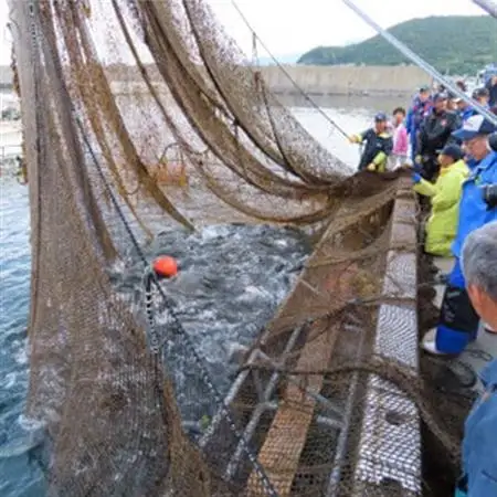 北海道とまりカブトサーモン　スライス2パック(計約260g)【配送不可地域：離島】【1669430】