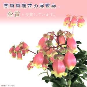 【2027年2月より順次発送】須貝花園 カランコエ 5鉢(3.5号鉢)｜カランコエ 花 多肉植物 季節の花 須貝花園 先行予約 茨城県 行方市(C-16)