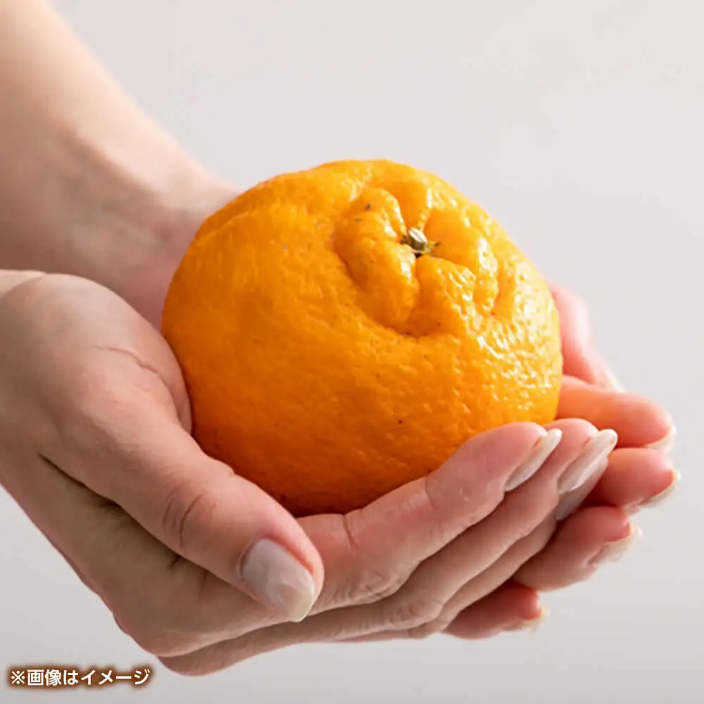 ハウスデコポン　約2kg 【くまふる】[ZBG081]