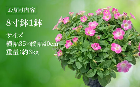 【4月末より順次発送】 サフィニア 小梅ちゃん 鉢花　/ 瑞浪市 中山園芸 花 お花 お祝い 鉢植え 生花 ギフト プレゼント フラワー[AZDC003]