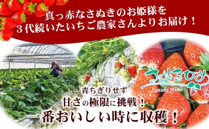 2027年1月～4月発送予定 いちご さぬきひめ 約1kg いちご