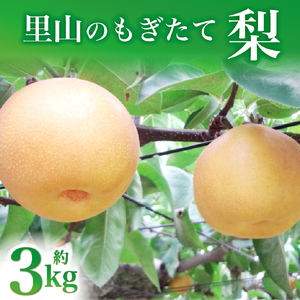 梨 里山の梨詰め合わせ 3㎏ 国産 フルーツ 梨 ナシ 果物 くだもの 旬 産地直送 