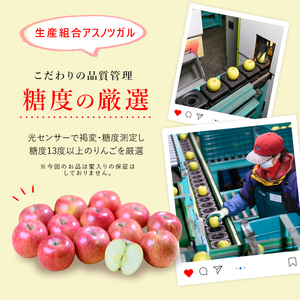 りんご【11月発送】糖度13度以上 ぐんま名月 おもてなし品  約5kg【青森りんご】