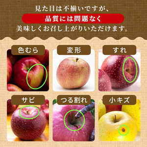 りんご【11月発送】糖度13度以上 訳あり 家庭用 ぐんま名月 約10kg【青森りんご】