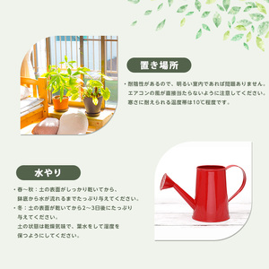 観葉植物 ドラセナ・コンパクタ 55cm～75cm グリーン IB165-014