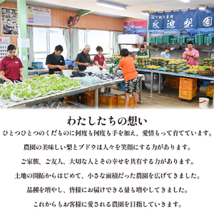 梨【2026年発送】農園直送！旬の梨 3kg（豊水・新興・新高等）なし ナシフルーツ 果物 