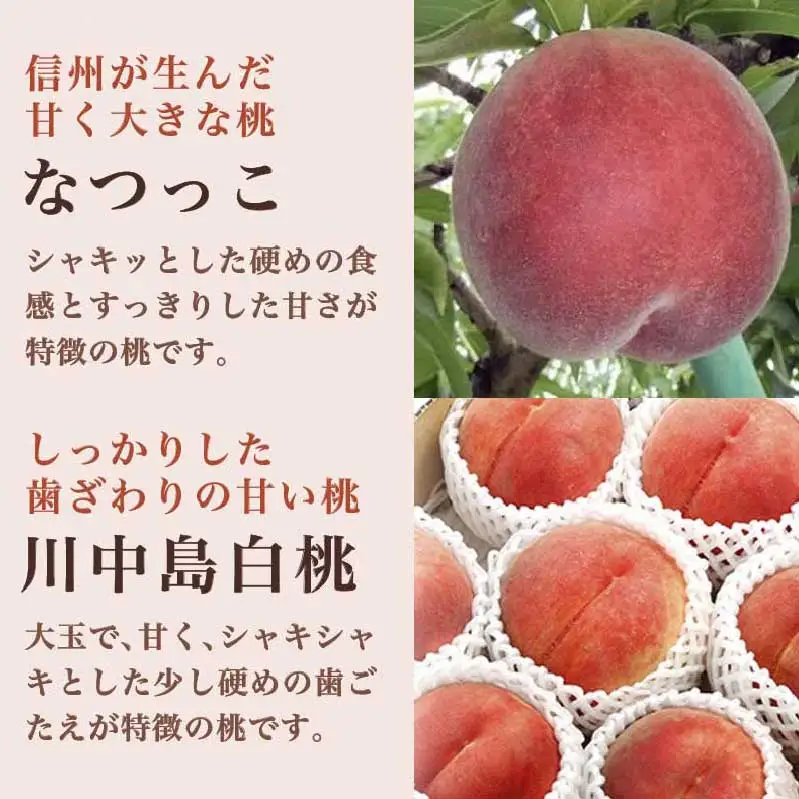 旬の白桃 約900g 2～4玉 ［小布施屋］ 長野県産 白桃 もも モモ フルーツ 果物 長野県産 信州産 クール便 冷蔵便 たまき なつき あかつき 川中島白鳳 川中島白桃など 令和8年産 【2026年7月上旬～9月中旬発送】［A-308］