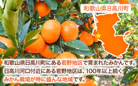訳あり みかん 5kg 完熟 若野みかん 約5kg サイズ混合 圦本農園 