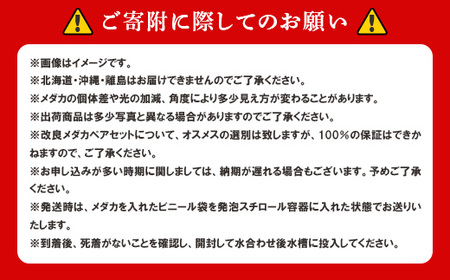 677 メダカ 菊銀美人 ワイドフィン トリオ(3匹) 改良メダカ【トリハタめだか】